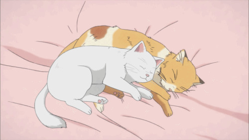 大家一起睡动画图片:猫猫