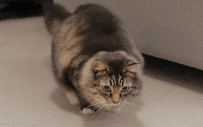 猫咪摇摆身体动态图:猫猫