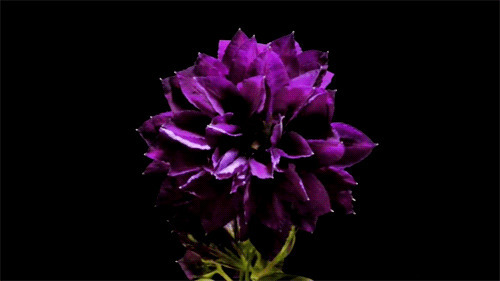 紫色花盛开动态图片