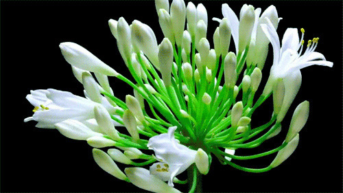 白色花开动态图片:花开