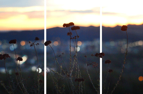 日落的野花美景图片