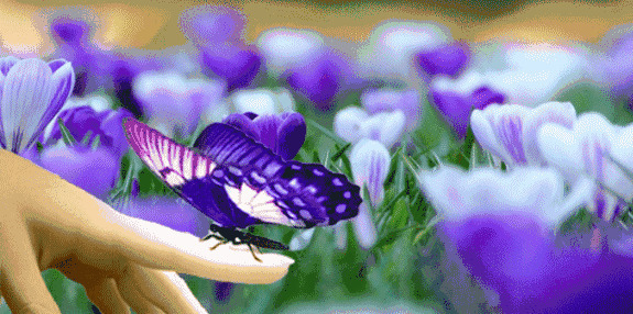 手指上的蝴蝶动态图片:蝴蝶