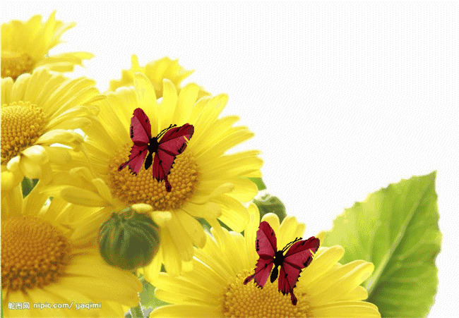 菊花上的蝴蝶动态图片