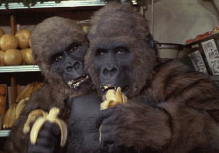 大猩猩吃香蕉gif图片:猩猩