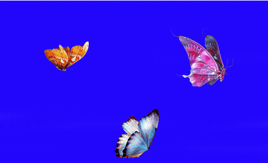 彩色蝴蝶飞翔动态图片