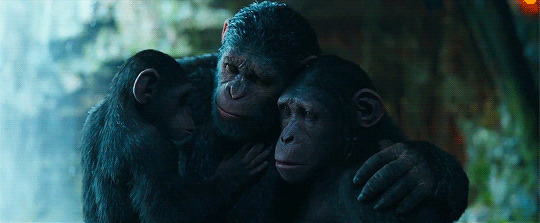 大猩猩相亲相爱动态图片:大猩猩