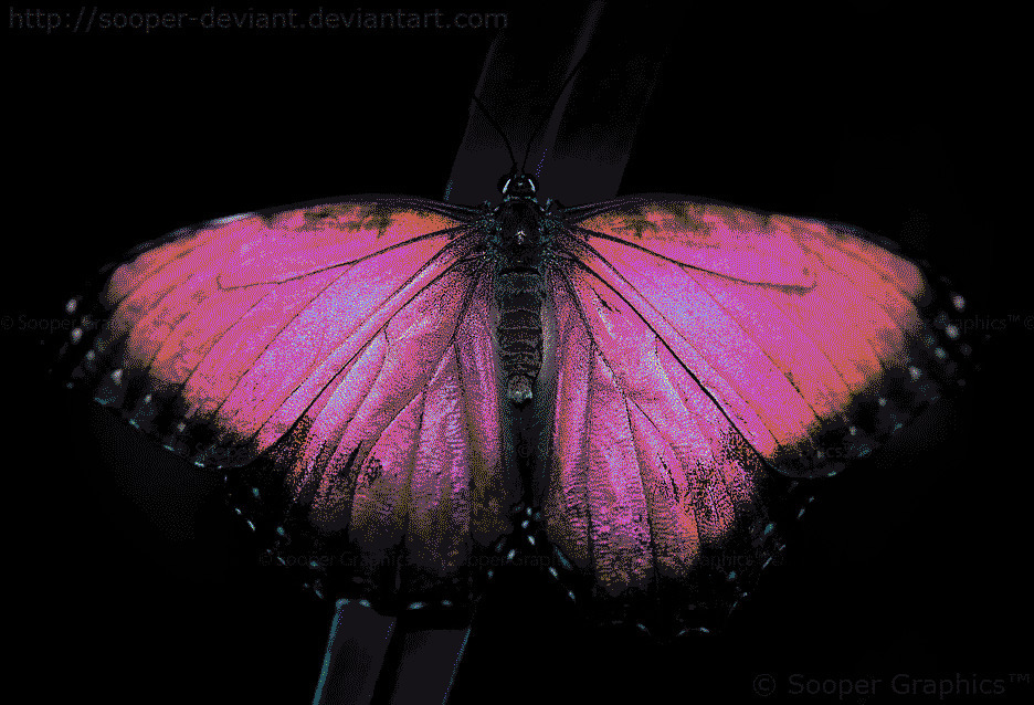 变色蝴蝶动态图片:蝴蝶