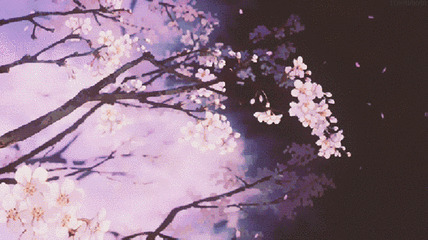 樱花夜景动态图片