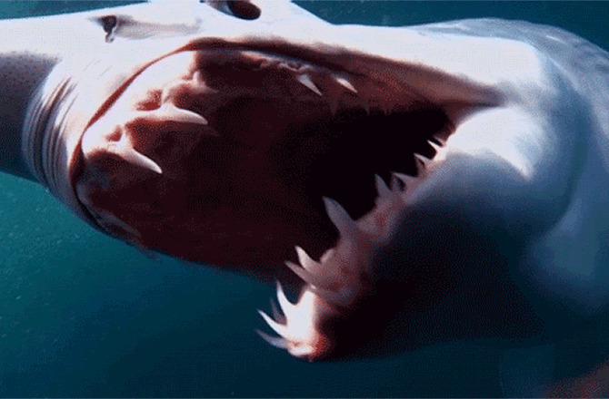 鲨鱼血盆大口gif图片:鲨鱼