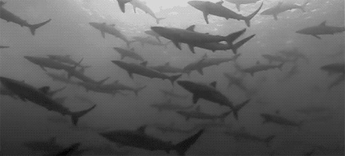 深海鲨鱼群动态图片