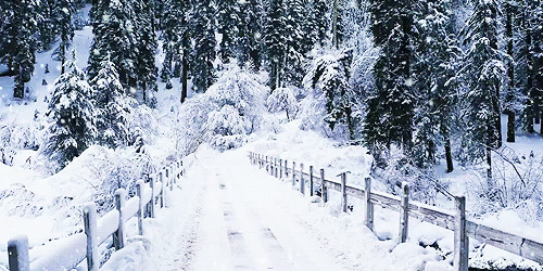 原始森林大雪动态图片:雪景