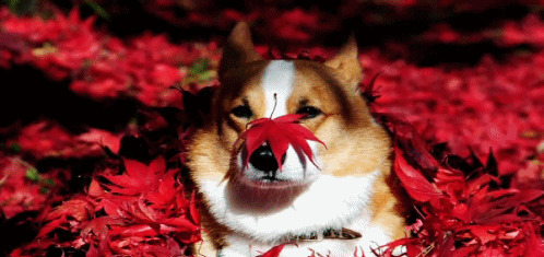 红叶与狗狗动态图片:狗狗