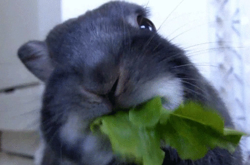 黑兔子吃青菜动态图片:兔子