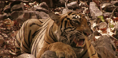老虎血盆大嘴gif图:老虎