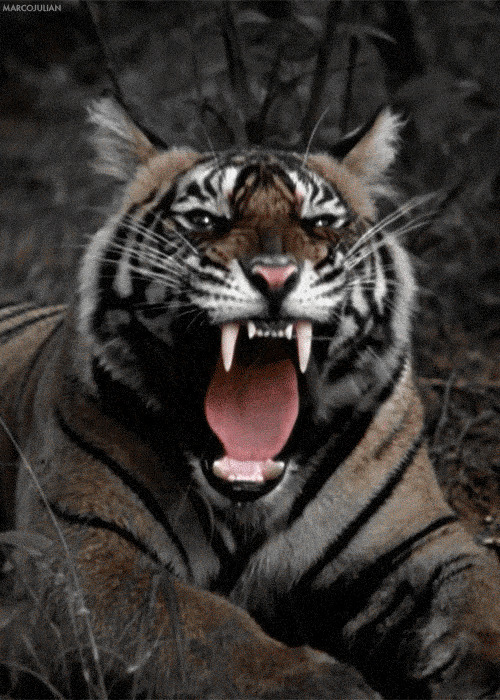老虎张大嘴gif图片:老虎