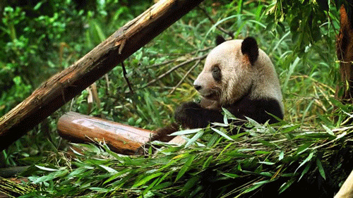 国宝大熊猫动态图片:熊猫