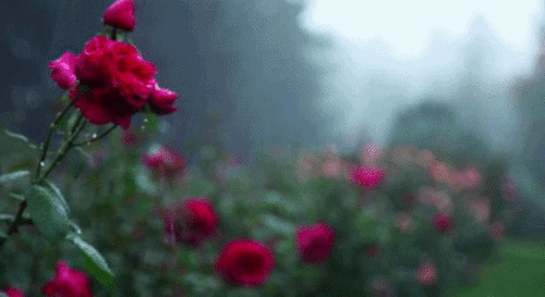 风雨中的玫瑰花动态图片