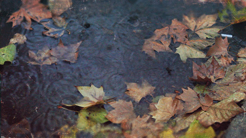 秋雨落叶动态图片:秋雨