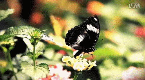 花丛中的蝴蝶gif图片:蝴蝶