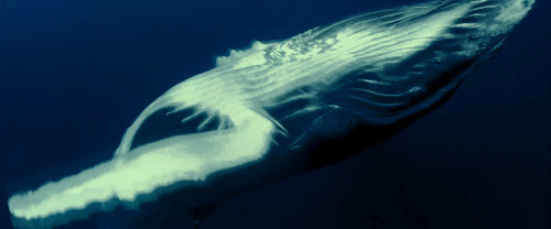 大鲸鱼动态图:鲸鱼