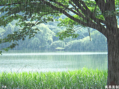 绿树湖畔雨景动态图