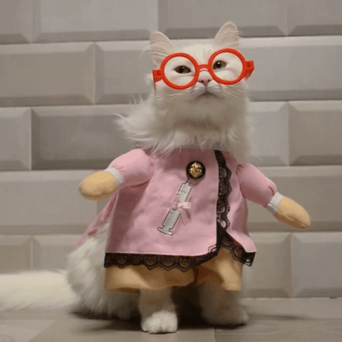 可爱的小猫猫穿衣服动态图片:猫猫