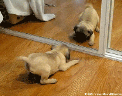 小狗照镜子搞笑动态图片:狗狗