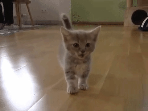 淘气小猫咪动态图片:小猫咪
