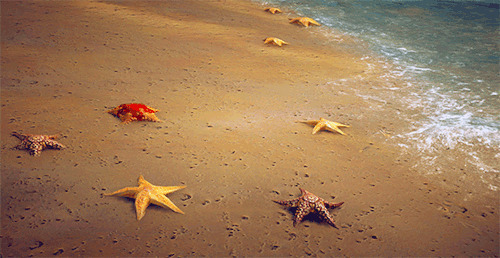 沙滩浪花海星动态图片:海星