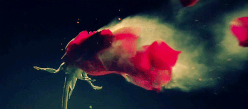 风中凋零的玫瑰花动态图片:玫瑰花
