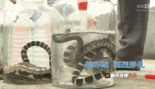 毒蛇泡酒动态图片:毒蛇