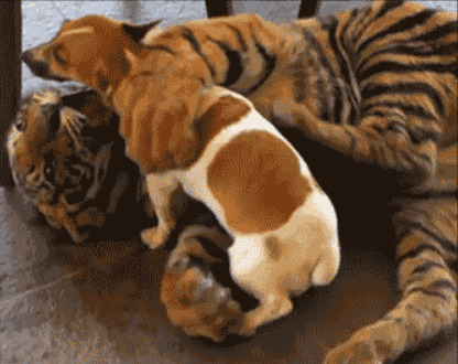老虎舔狗动态图