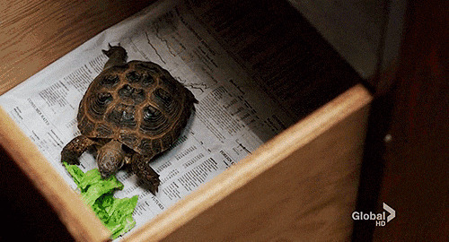 乌龟吃青菜动态图片