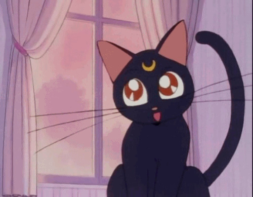小黑猫眨眼睛动态图