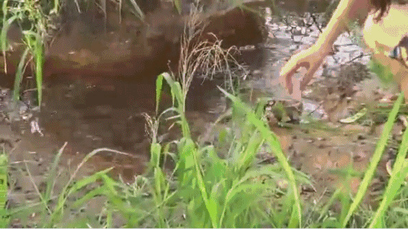 大蛇水里放生动态图片:大蛇