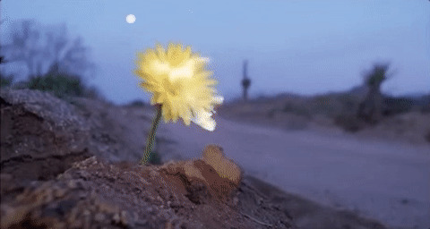 路边一朵小菊花gif图:小花