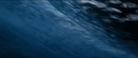 追逐鲨鱼的冲浪人闪图:冲浪