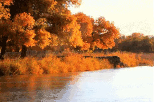 河边黄色树叶美景动态图片:唯美