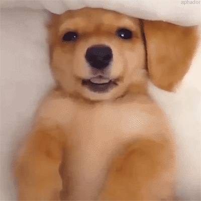 小奶狗眨眼动态图:狗狗