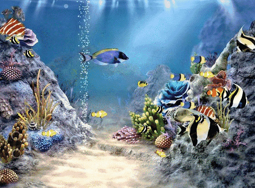 海底观赏鱼动态图片:观赏鱼