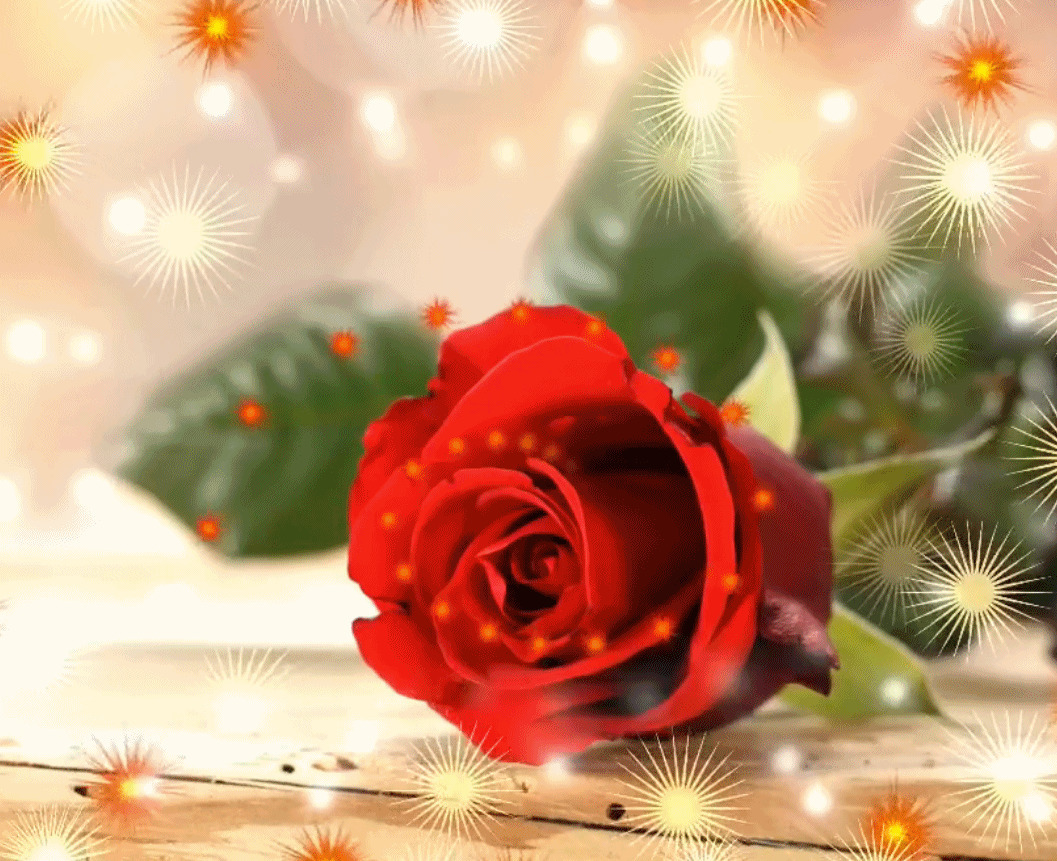 情人节的玫瑰花高清图片下载-正版图片500815438-摄图网