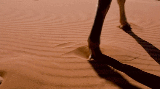 沙漠马蹄动态图片