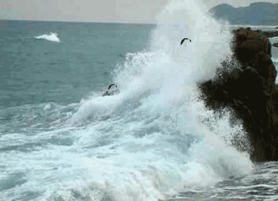 海浪与海鸥动态图片:海浪