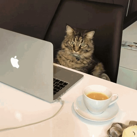 猫猫专注看电脑动态图片:猫猫