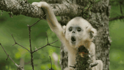惊讶的小猴子动态图片:猴子