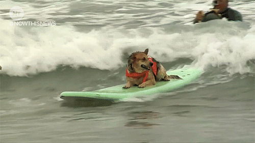 狗狗冲浪动态图:狗狗
