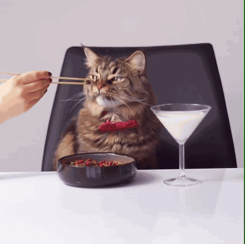 猫猫吃早餐动态图片