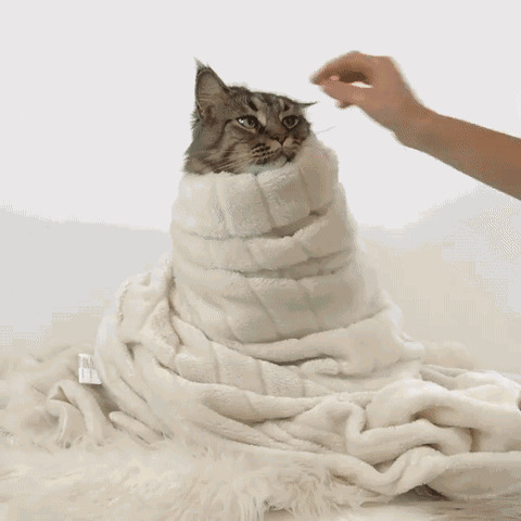 浴巾裹猫猫动态图片