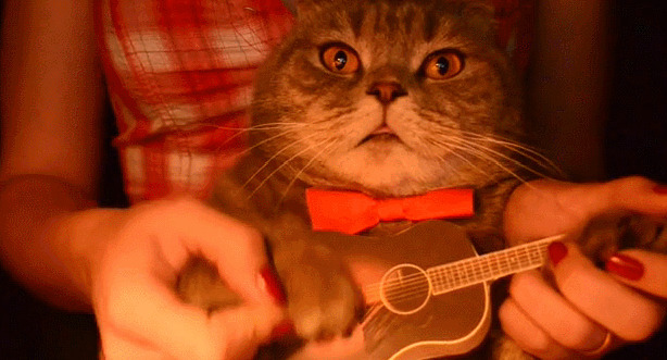 猫猫弹吉他动态图片