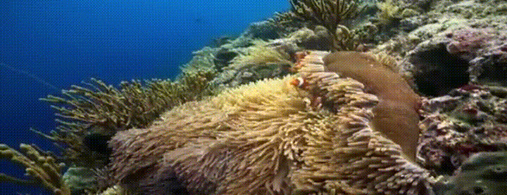 海底生物捕鱼动态图片:海底